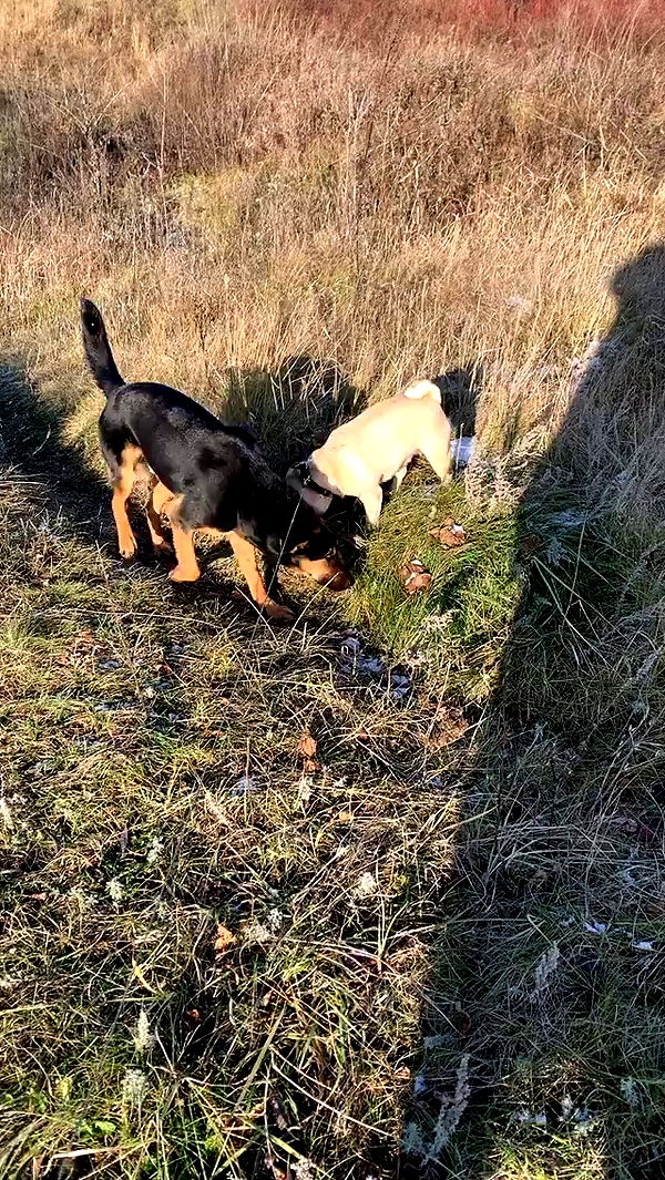 nyityam archive video preview