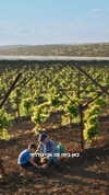 tali_grapes Altpins Profile Picture