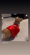 missbrisolo Altpins Profile Picture