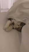 sonia_litvanchuk Altpins Profile Picture