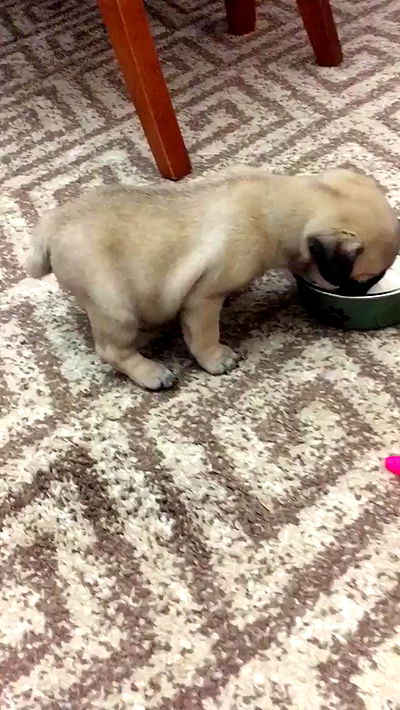 nyityam nyityam archive video