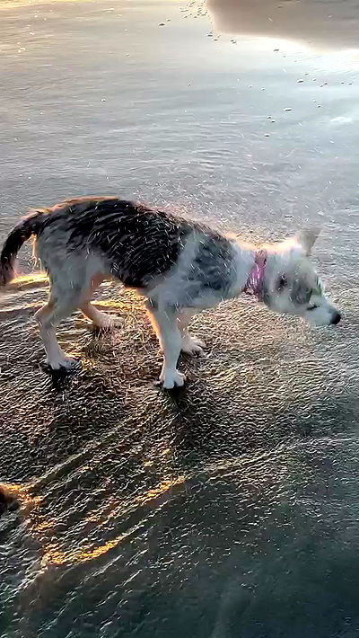 dracuina dracuina archive video