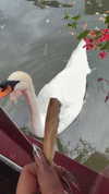karin_orhov Altpins Profile Picture