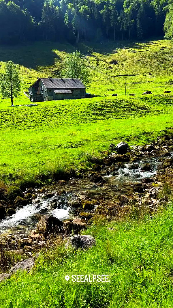 swfx_real archive video preview