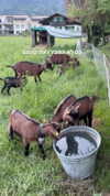 lotembar Altpins Profile Picture