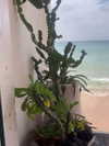__yaheli_ Altpins Profile Picture