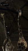 _roniira Altpins Profile Picture