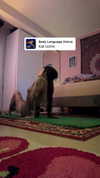 strawberryshanz Altpins Profile Picture