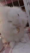 svgarbvnnies Altpins Profile Picture