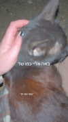 _wizardmidget_ Altpins Profile Picture