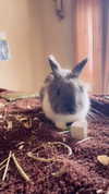 luvstuff3r Altpins Profile Picture