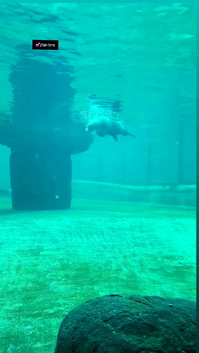 eveliniya eveliniya archive video