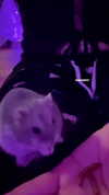 _urbaneva Altpins Profile Picture