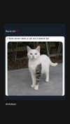 katrina.zaiceva Altpins Profile Picture