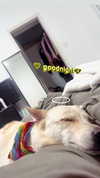 galibilaus Altpins Profile Picture