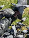 mollieruck Altpins Profile Picture