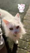 h0llyannabel Altpins Profile Picture