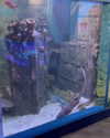 jahia_brown Altpins Profile Picture