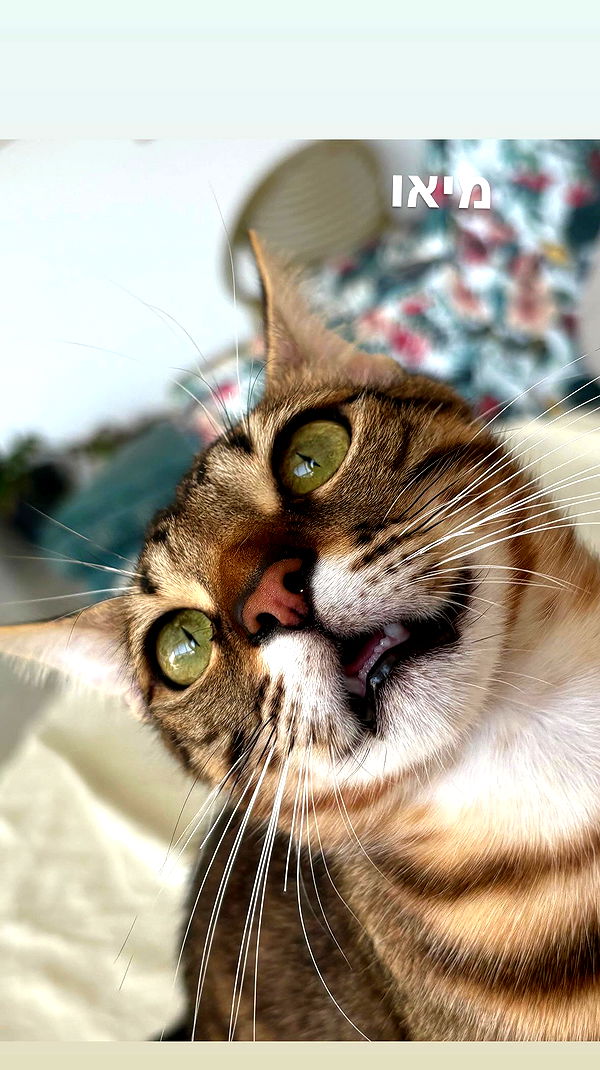 hellokittyangel666 archive video preview