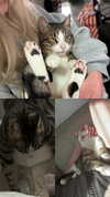 lila.garnik Altpins Profile Picture