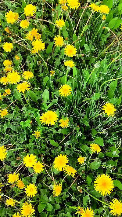 nyityam nyityam archive video