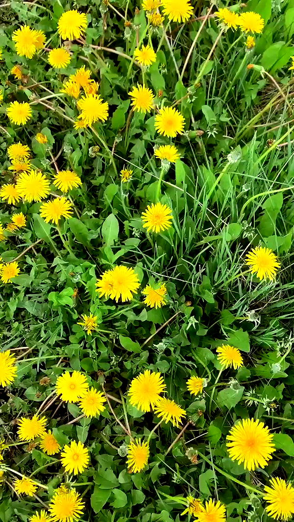 nyityam archive video preview