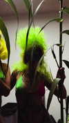888n1na Altpins Profile Picture