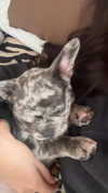 rott3nbambi Altpins Profile Picture