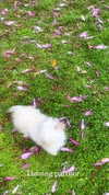 elizabethcampbelljones Altpins Profile Picture