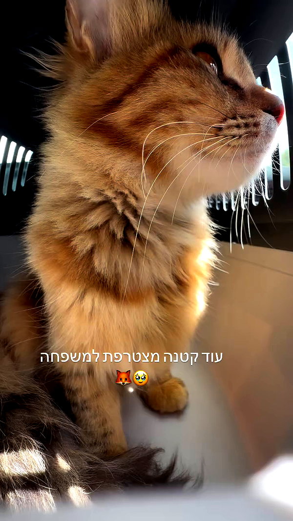 shaharo__._ archive video preview