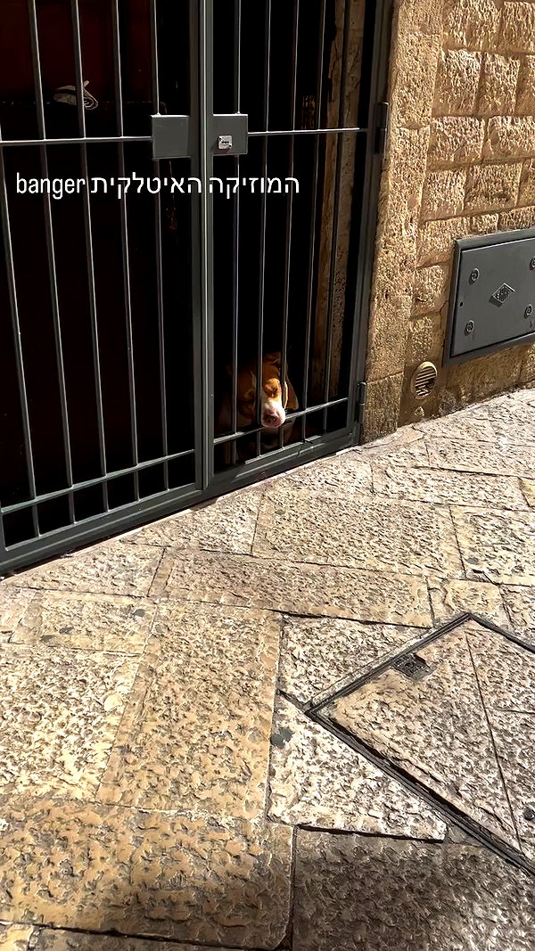 _wizardmidget_ archive video preview
