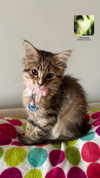 brain_eaterr Altpins Profile Picture