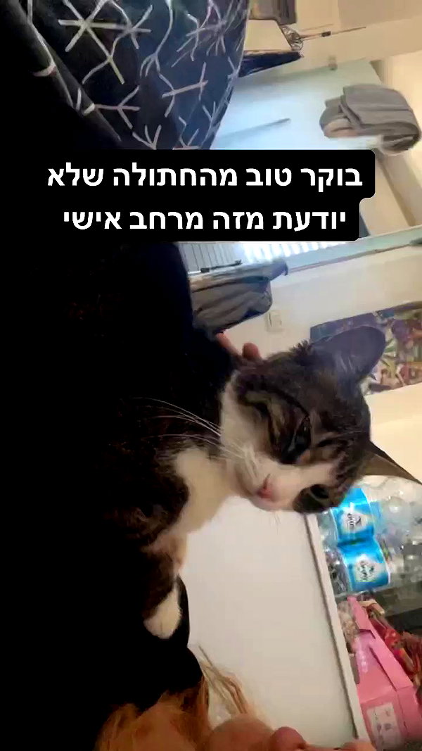 ronyida_ archive video preview