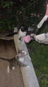 leni.bahr Altpins Profile Picture