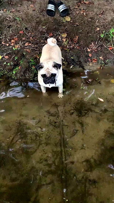 nyityam nyityam archive video