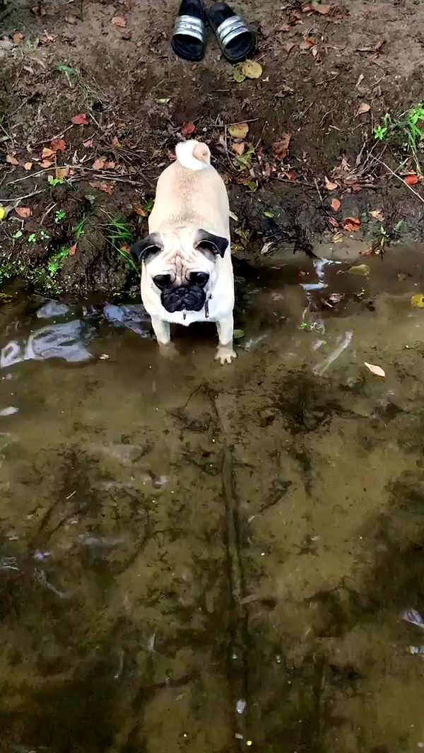 nyityam archive video preview