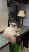 nomagdalina Altpins Profile Picture