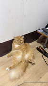 lemoon.ah Altpins Profile Picture