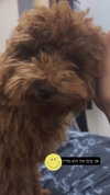 agam._.harel Altpins Profile Picture