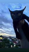 darkstar_mia Altpins Profile Picture