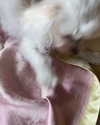 elizabethcampbelljones Altpins Profile Picture
