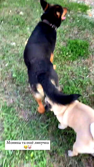 nyityam nyityam archive video