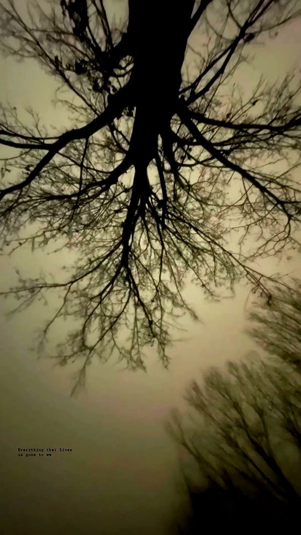 aekamee archive video preview