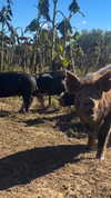 karin_orhov Altpins Profile Picture