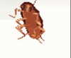 _littlerobin_ Altpins Profile Picture