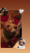 bat.wiings Altpins Profile Picture