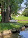 miikheeva_stasiiya Altpins Profile Picture