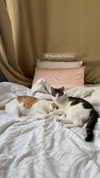 roni_ackerman Altpins Profile Picture