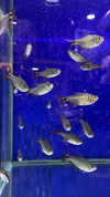 babynympho_archive Altpins Profile Picture