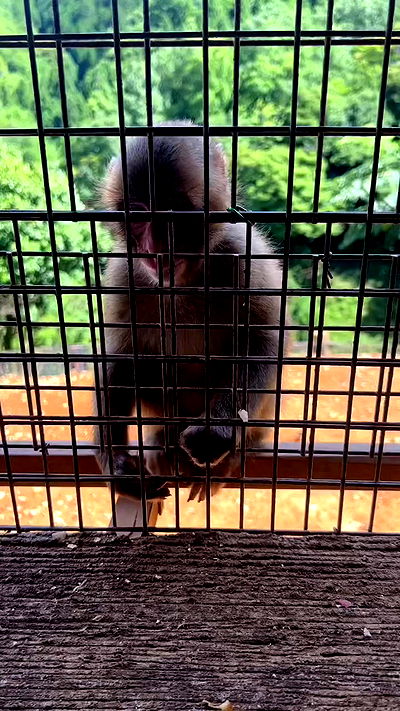 ormosheee ormosheee archive video